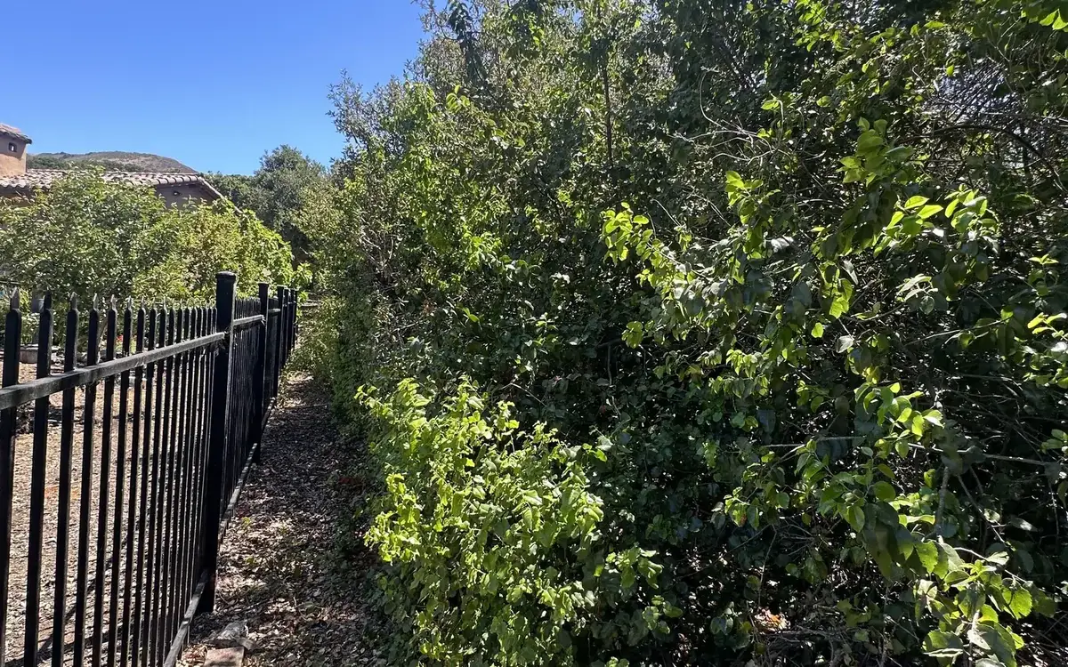Overgrown brush pressed against an iron fence next to a house, before brush clearing