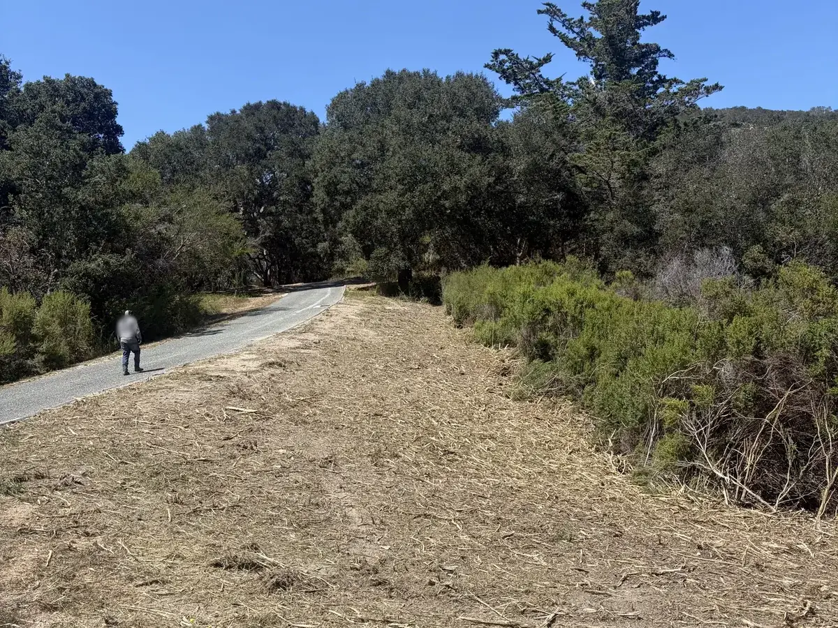 Road shoulder cleared of brush down to a mulch layer with the brush edge cut back, brush clearing along a paved road