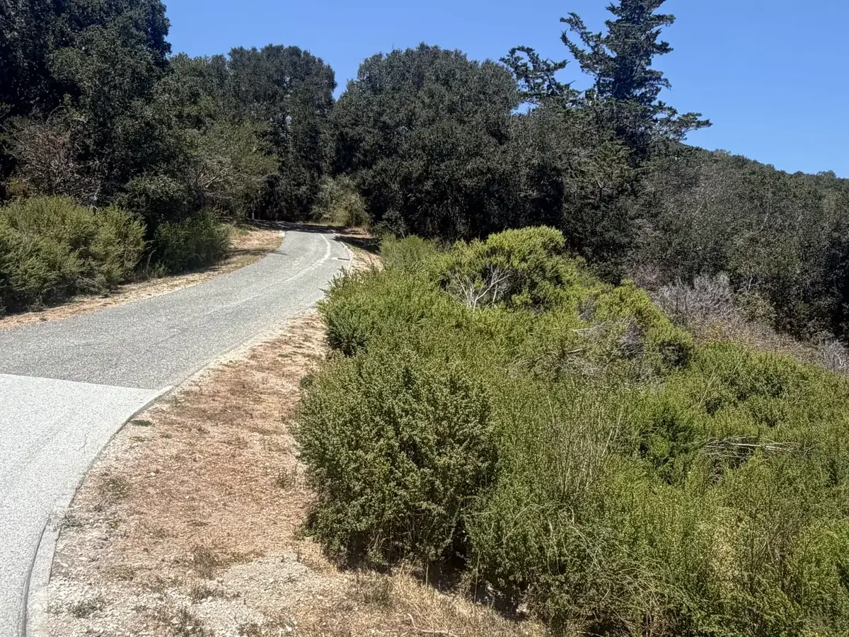 Thick brush crowding the shoulder of a paved road under oaks, before brush clearing
