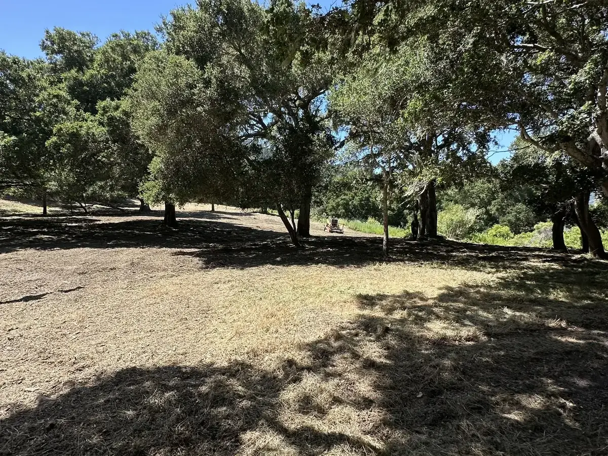 Oak woodland floor mowed short under the trees with a mower working in the distance, brush mowing