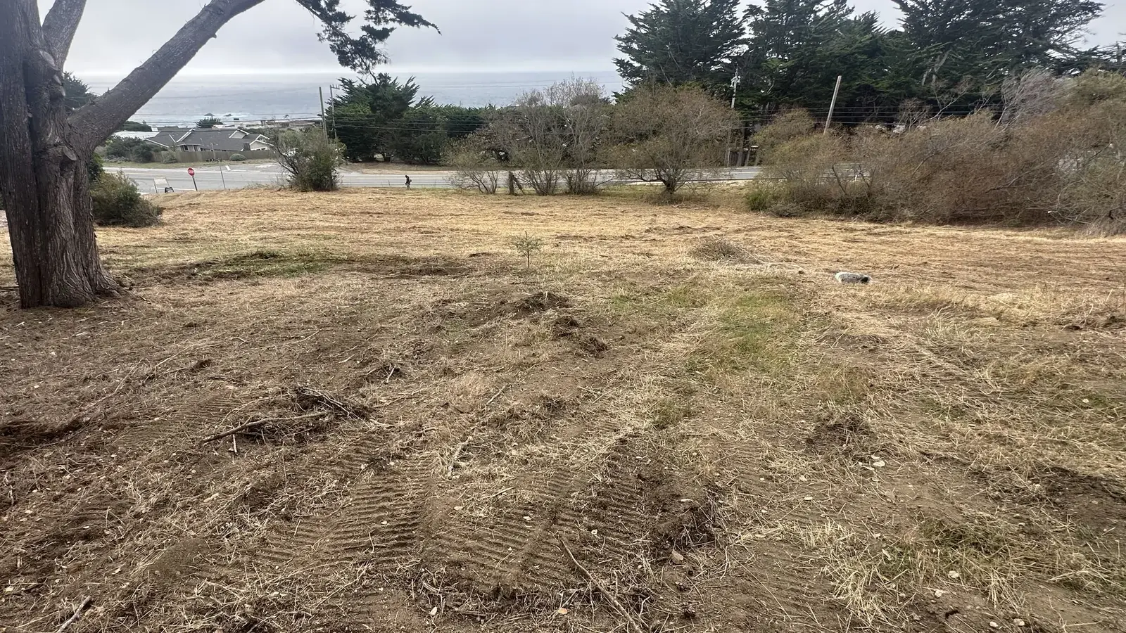 Cleared lot with cut grass and track marks, a cypress kept and the ocean beyond, lot clearing