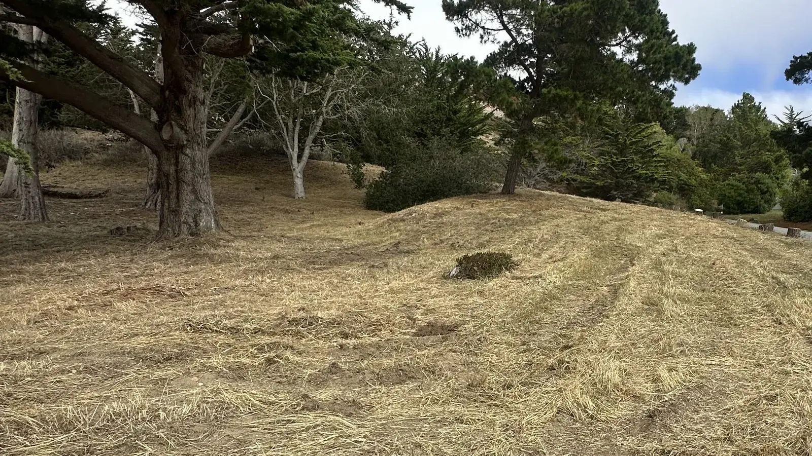 Dry grass mowed short under cypress and pines on a sloped lot, defensible space clearing
