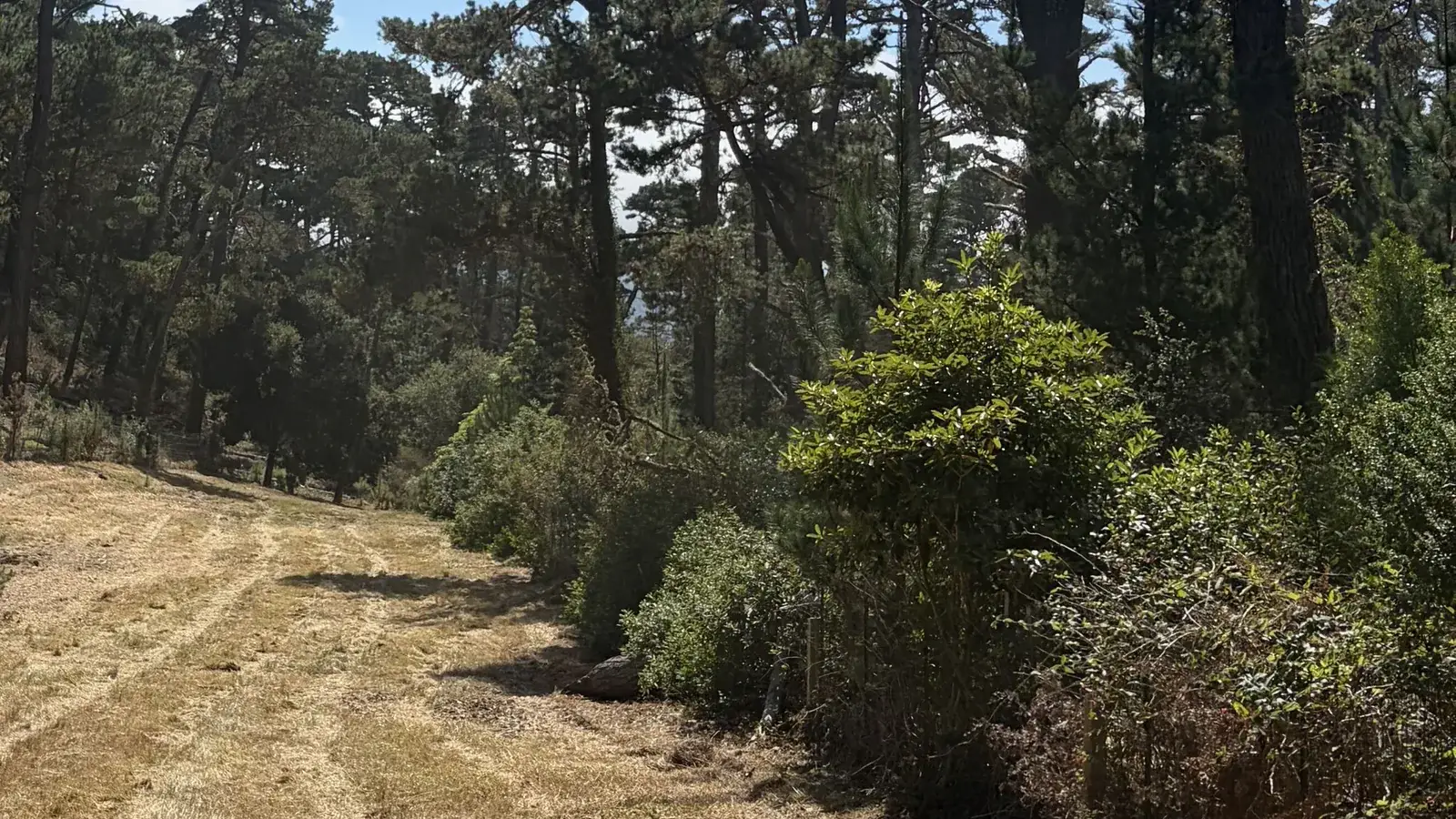 Defensible space clearing in Pebble Beach, CA