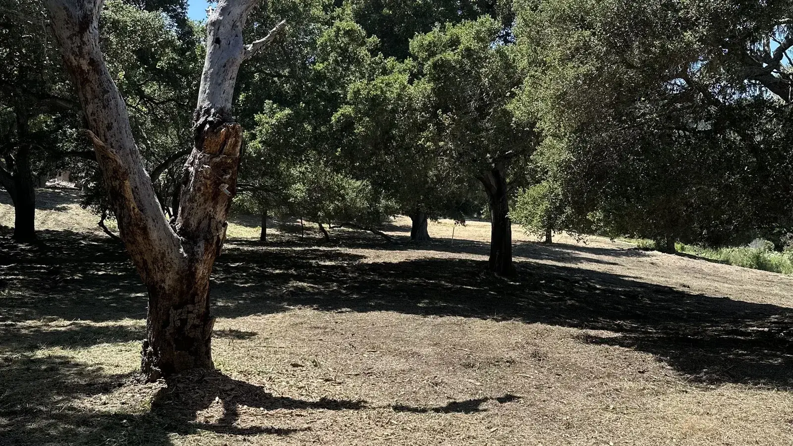 Defensible space clearing in Prunedale, CA
