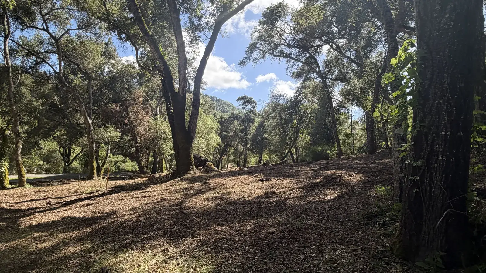 Defensible space clearing in Santa Cruz, CA