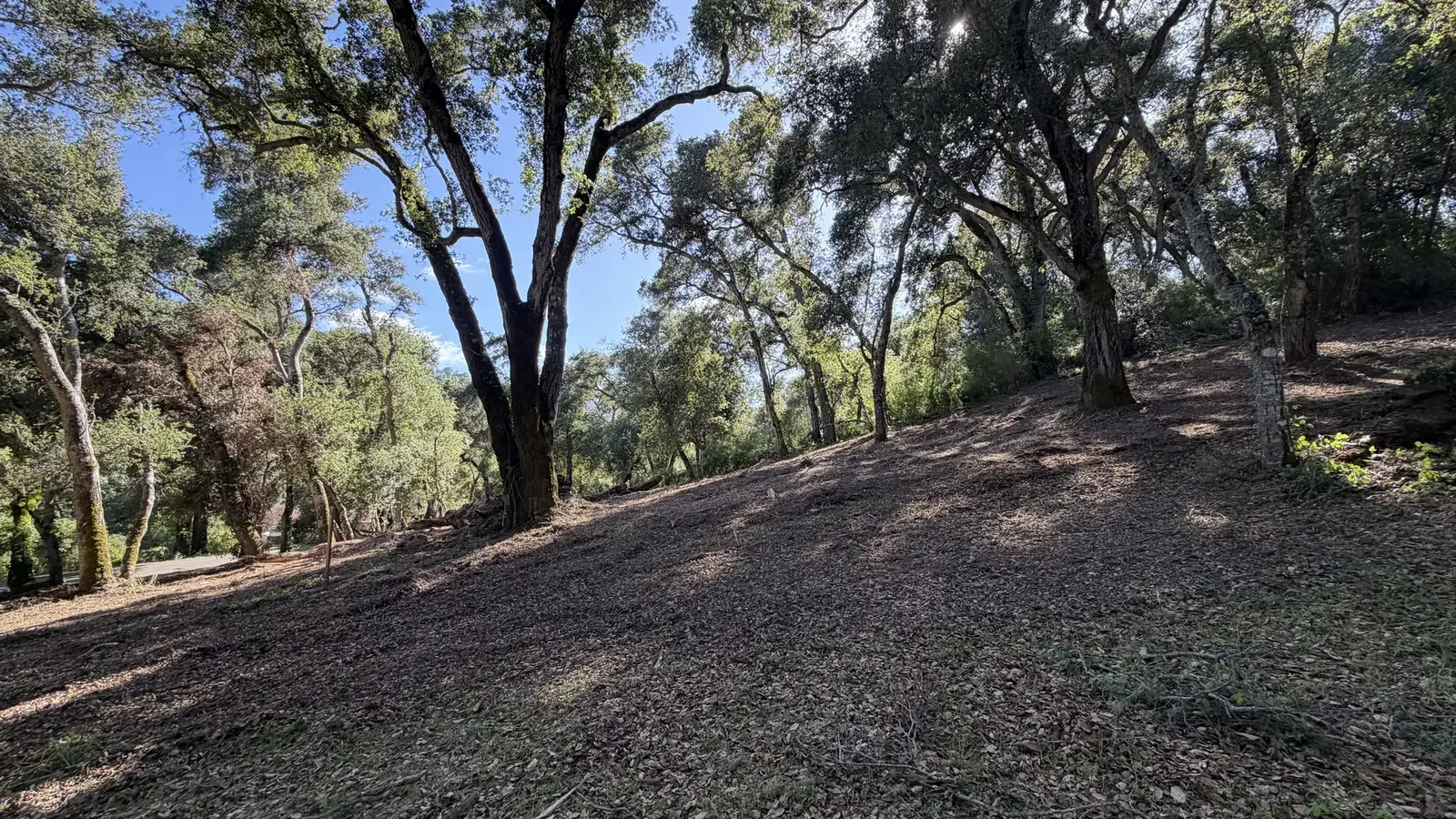 Oak woodland slope covered in fresh mulch with the oaks left standing, brush clearing and forestry mulching