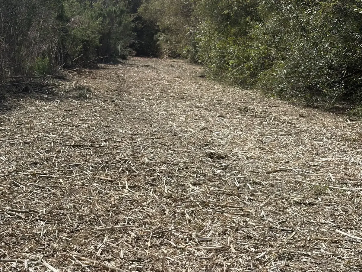 Wide strip of masticated brush cut through thick brush, a fire break