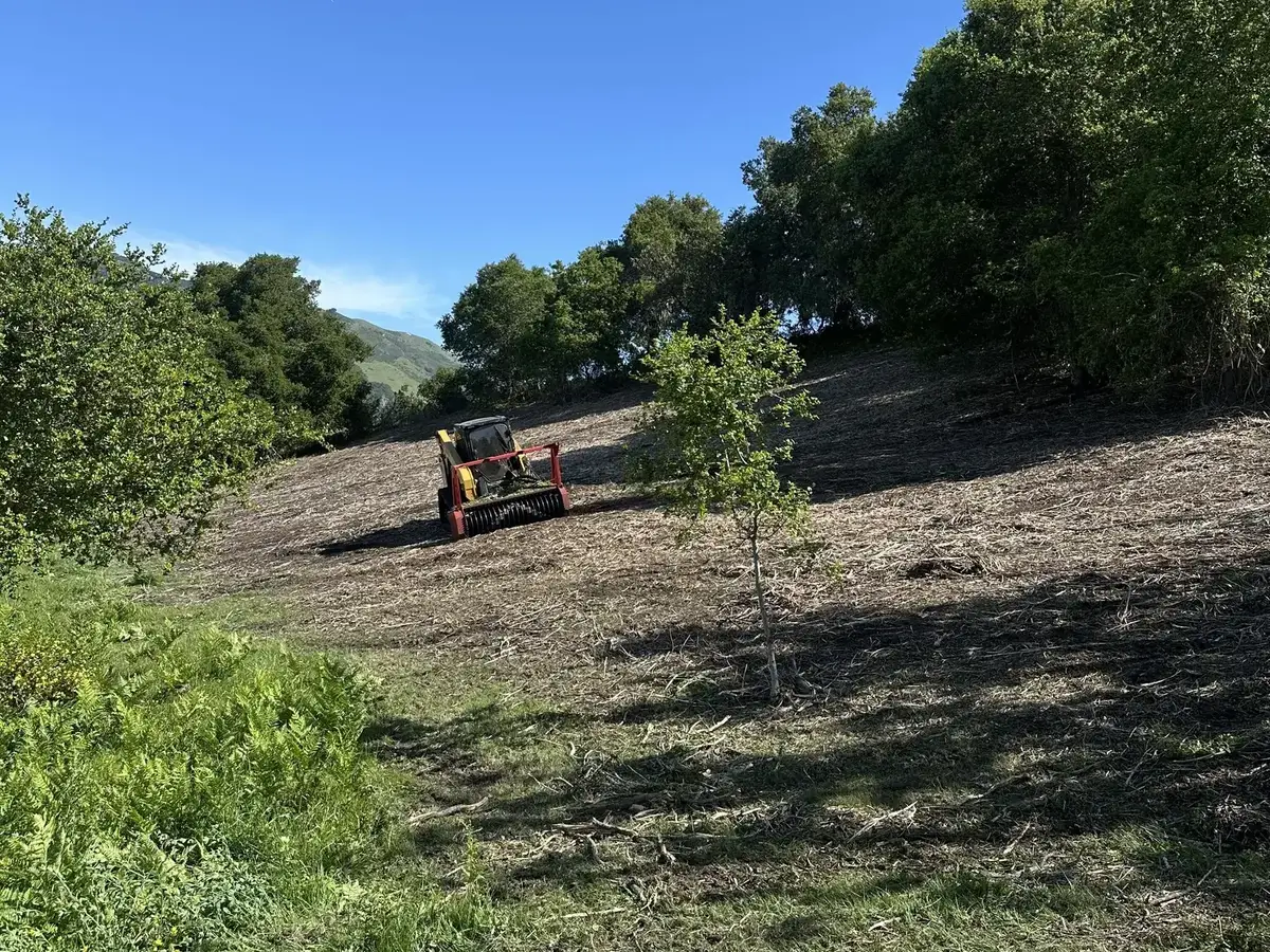 Masticating head on a compact track loader clearing a brushy slope, fire break work on a hillside