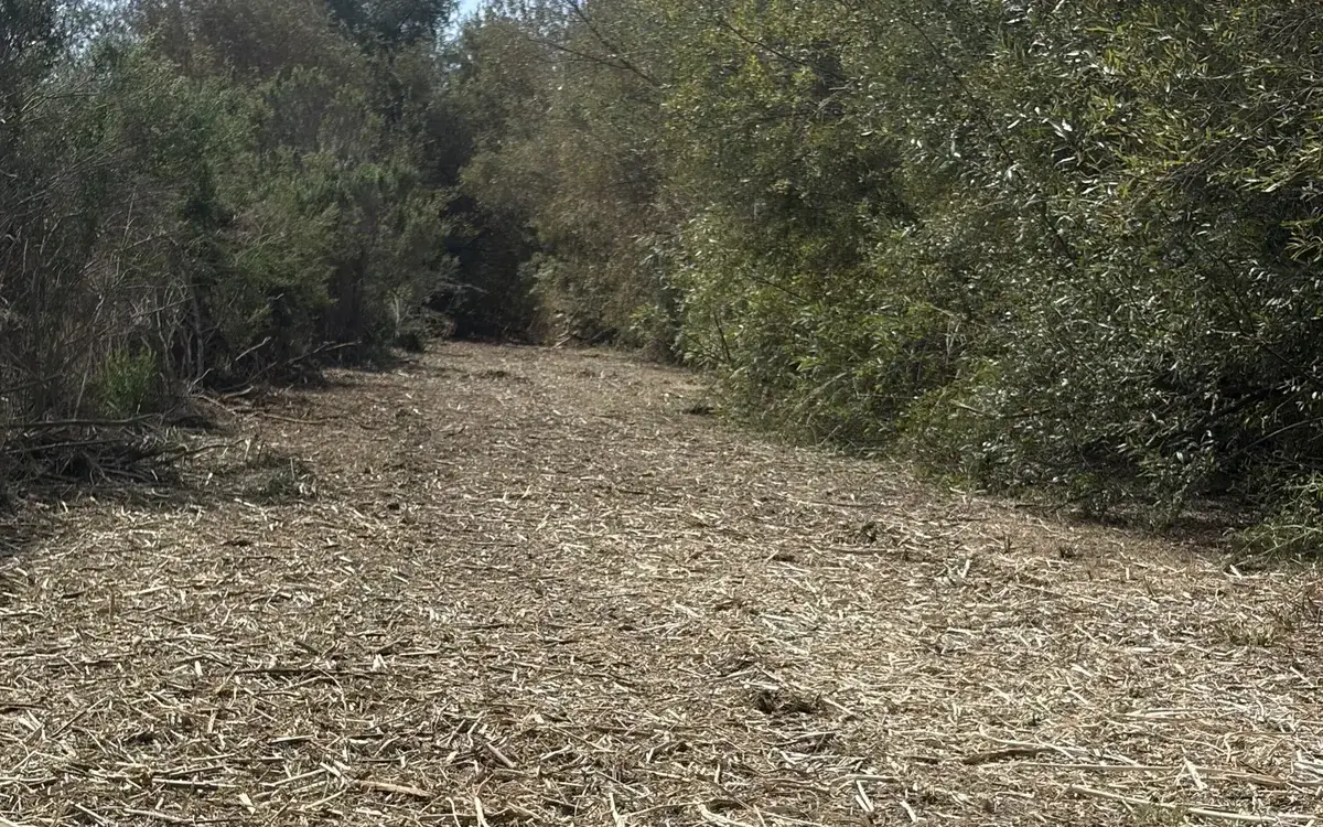Fire break strip ground into mulch through dense brush with the brush standing on both sides