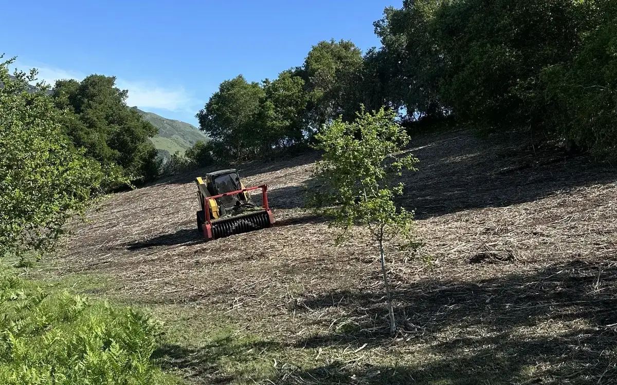Masticating head on a compact track loader working a brushy hillside with a young tree left standing, forestry mulching