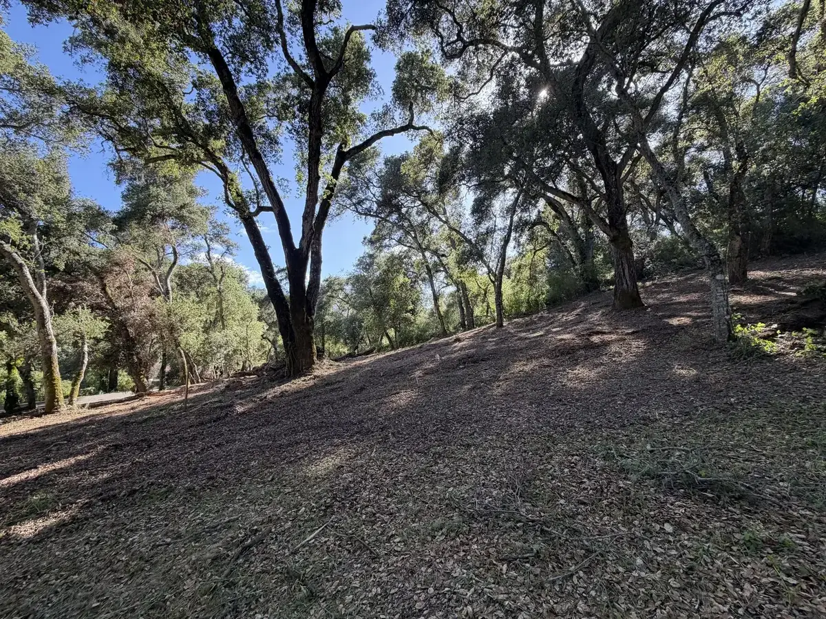 Oak woodland slope covered in fresh mulch with the oaks left standing after forestry mulching