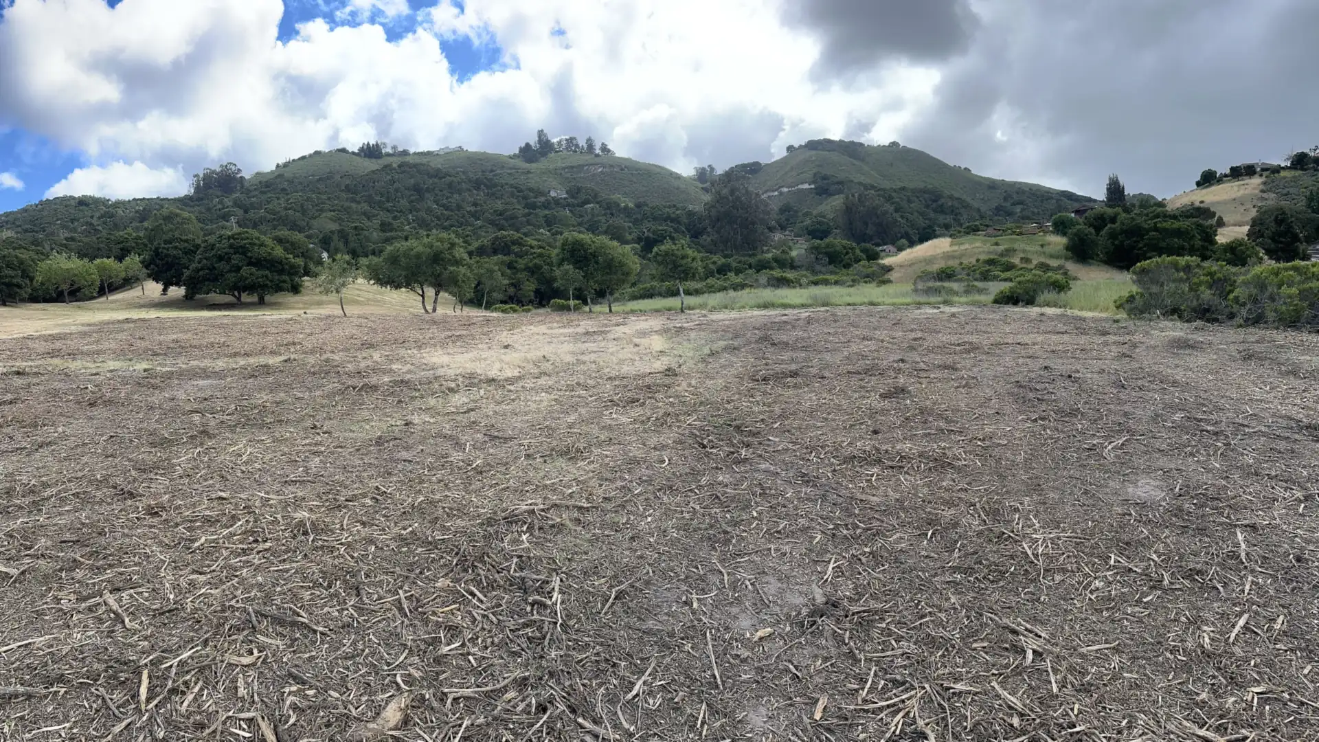 Open ground with the brush ground into mulch, oaks left standing and green hills behind after defensible space clearing