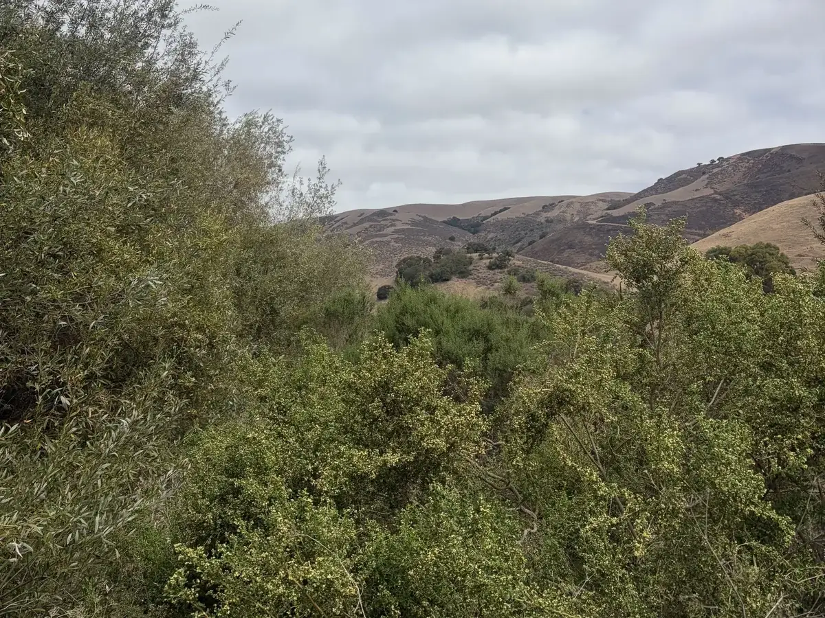 Hillside of thick brush and small trees below dry grass hills, the kind of overgrowth land clearing opens up