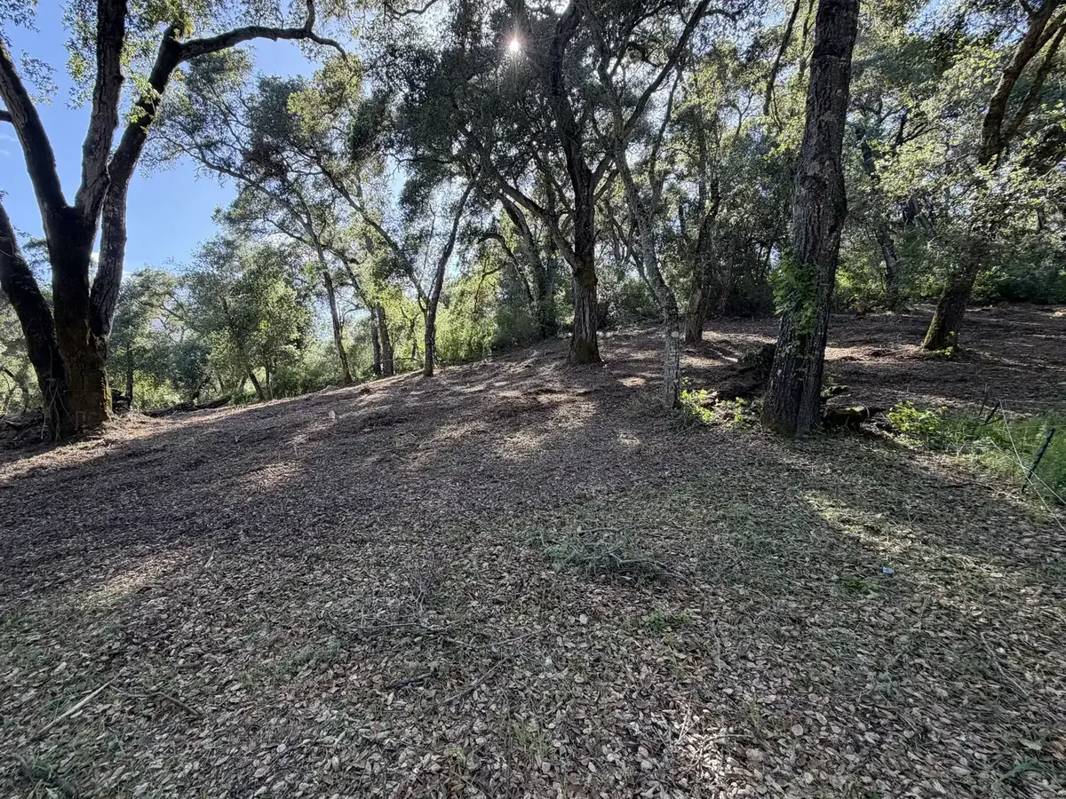 Oak slope with the understory ground into a mulch layer and the oaks left standing after land clearing