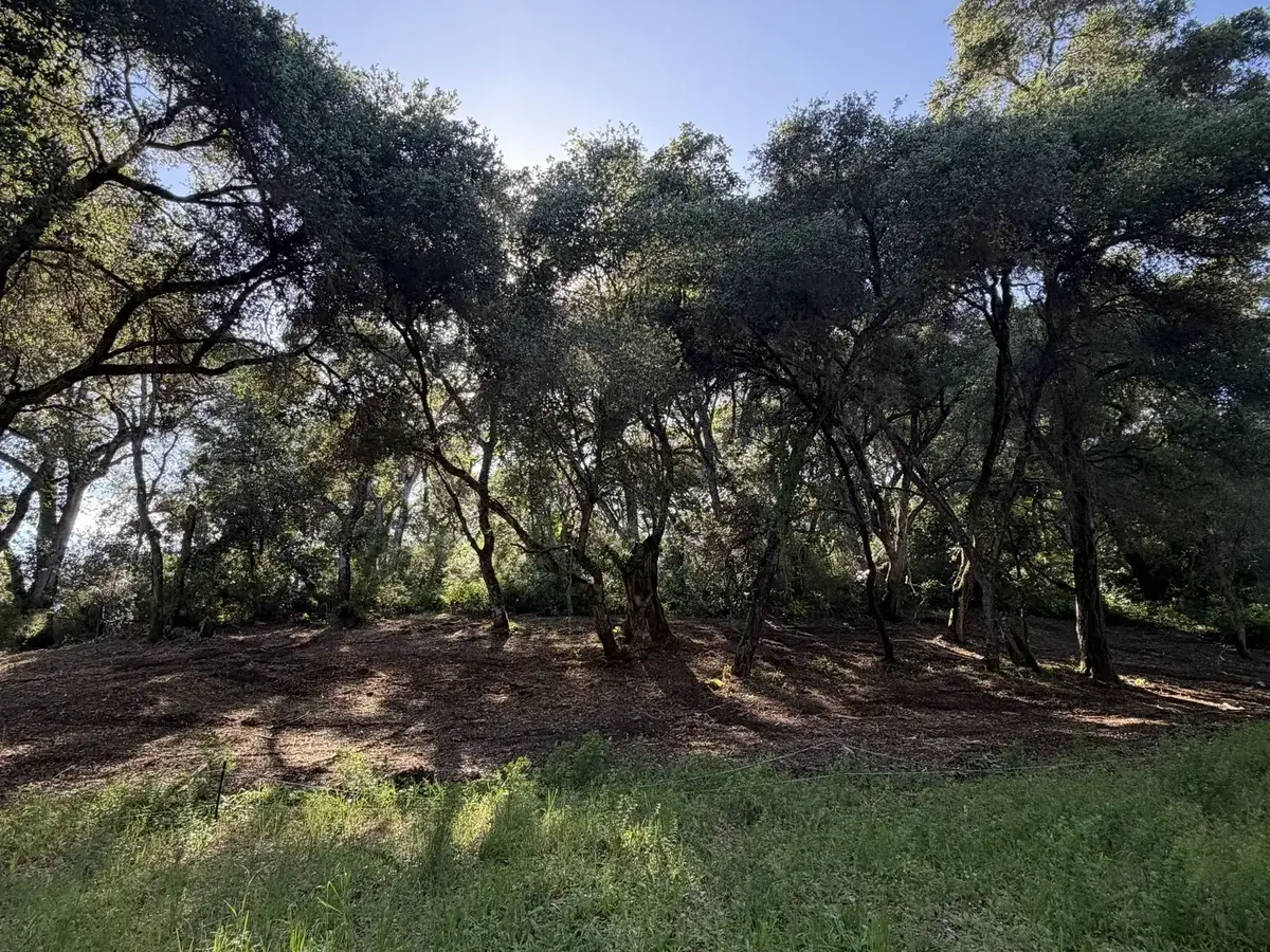 Oak grove with the brushy understory ground into mulch and the trees left standing, land clearing