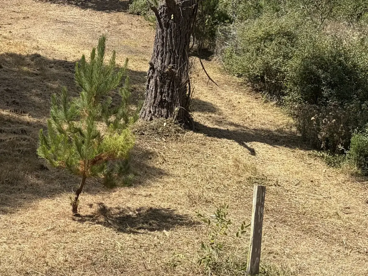 Sloped lot under pines with the dry grass and brush cut low, a young pine kept and wood stakes in the ground, lot clearing