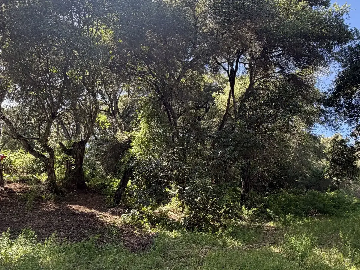 Oak thicket with brush and vines grown in under the trees, an overgrown lot before lot clearing