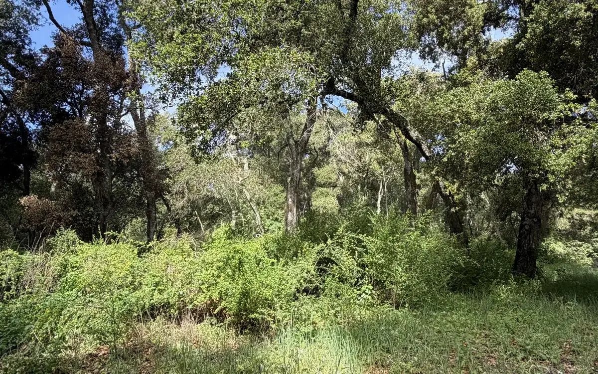 Oak lot overgrown with thick green brush under the trees, before lot clearing