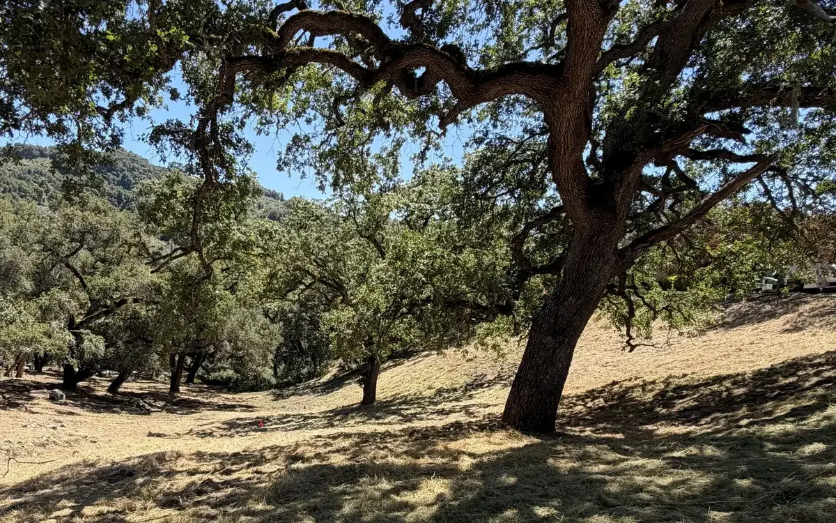 Dry grass mowed short under large oaks on a hillside, vegetation management