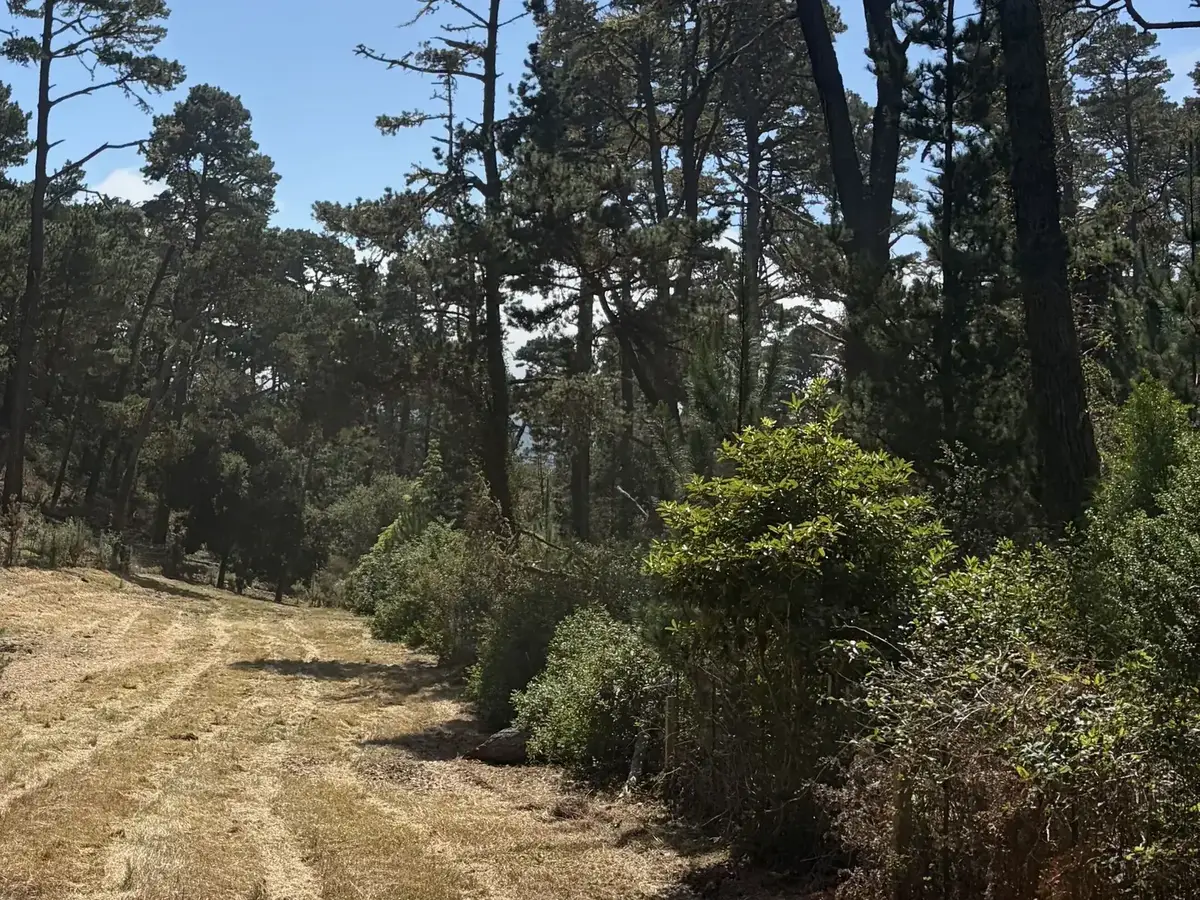 Mowed lane through pines with brush kept back along its edge, vegetation management