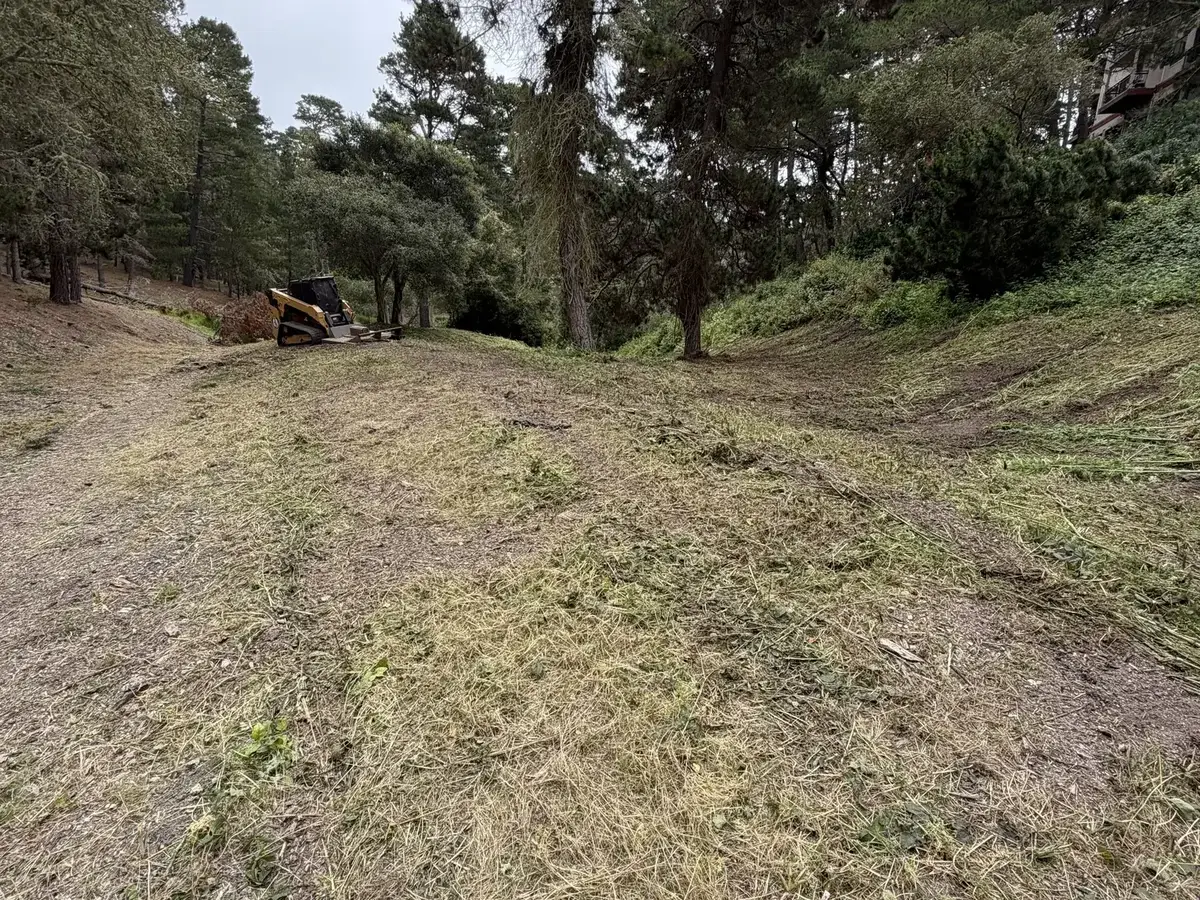 Slope under pines mowed short with a compact track loader working below a multi-story building, vegetation management
