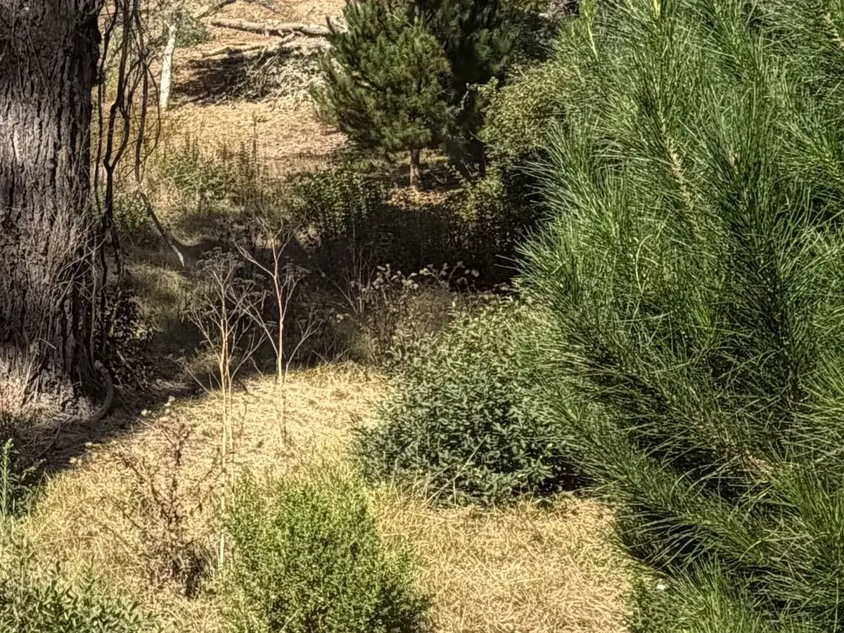 Dry grass cut low around young pines and shrubs under tall pines, vegetation management