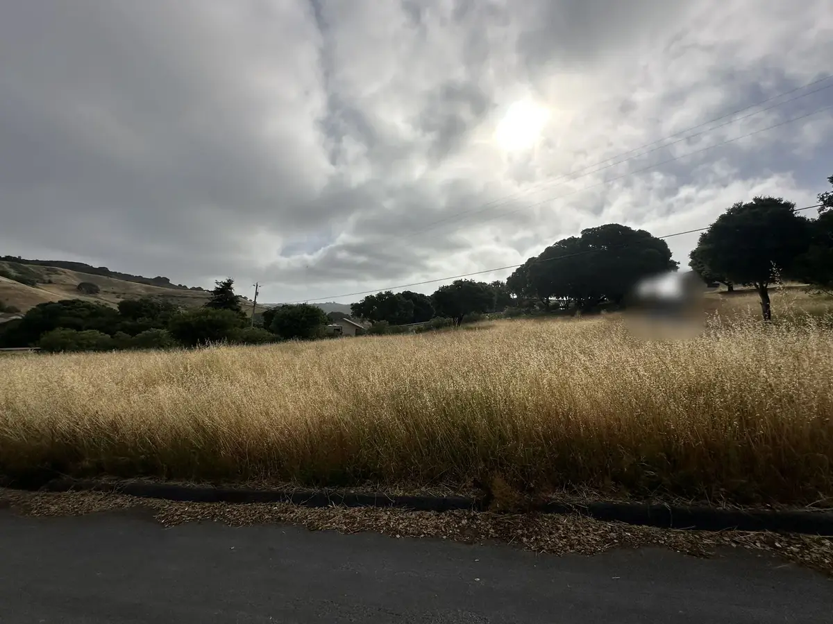 Tall dry grass on a lot beside a paved road with oaks and dry hills behind, before weed abatement