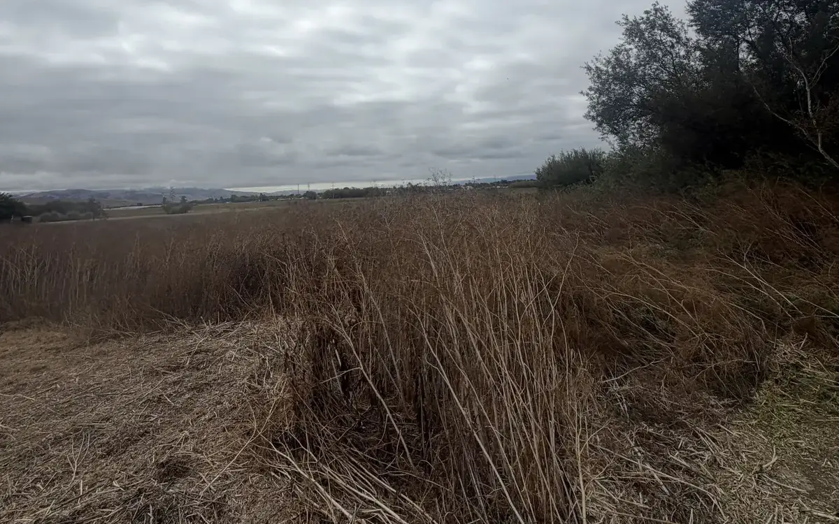 Tall dry weeds and reeds standing over a freshly mowed edge, the growth weed abatement cuts down