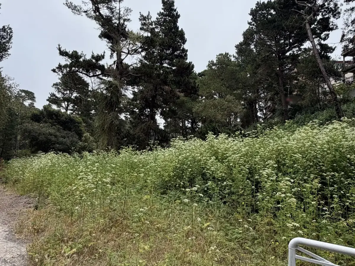 Tall weeds and flowering growth along a lot edge by a metal gate under pines, before weed abatement